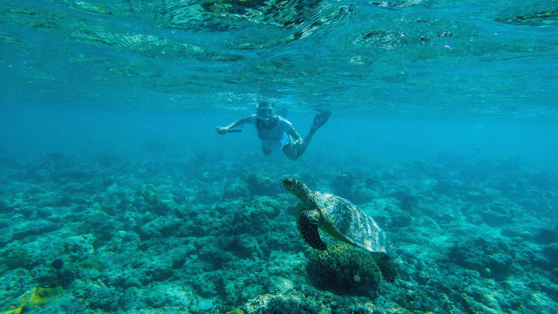 Gili Islands diving — turtles and reef panorama in clear tropical water